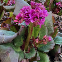 Bergenia 'Abendglut'